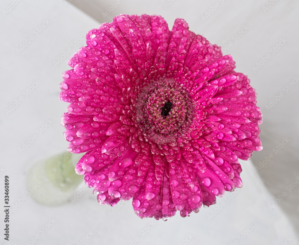 Gerbera