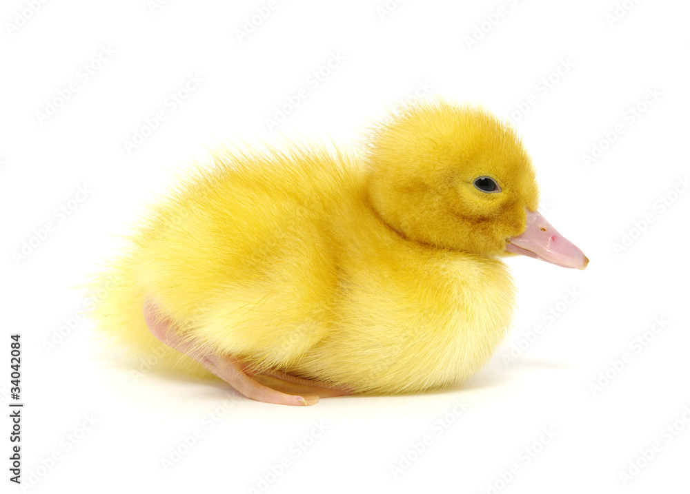 duck on a white