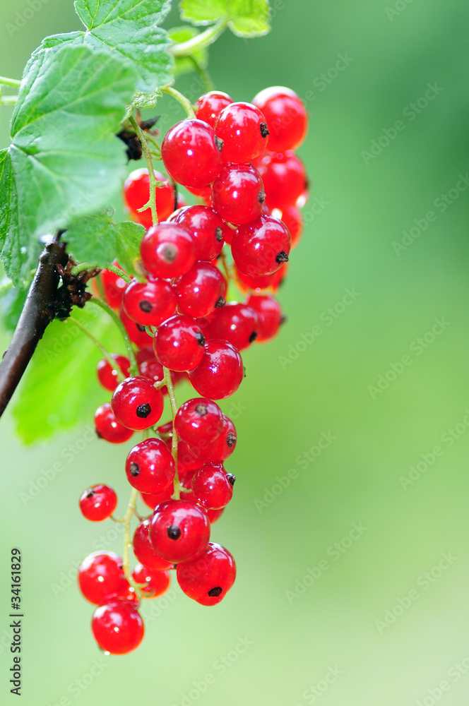 Johannisbeeren