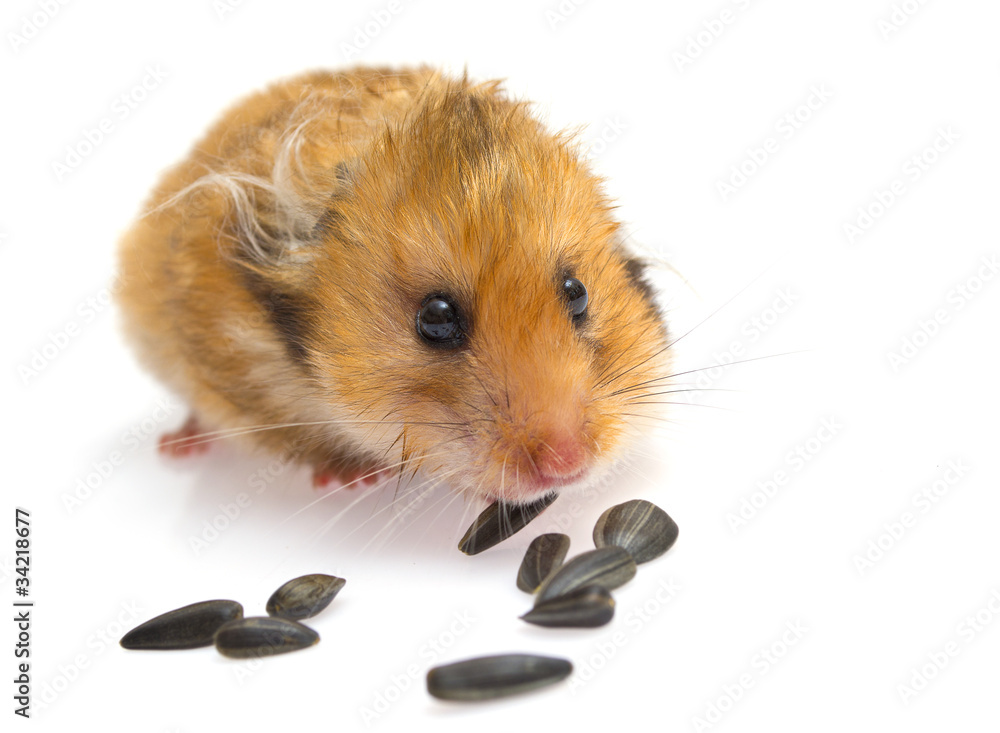 hamster eating sunflower seeds isolated on white