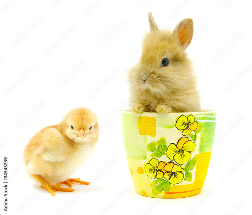 rabbit and chick