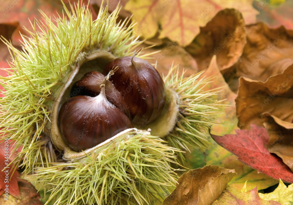 Frische Kastanien auf Herbstblättern