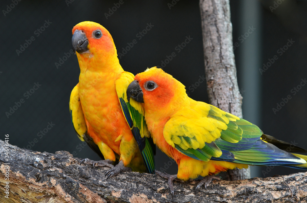 Sun Conure