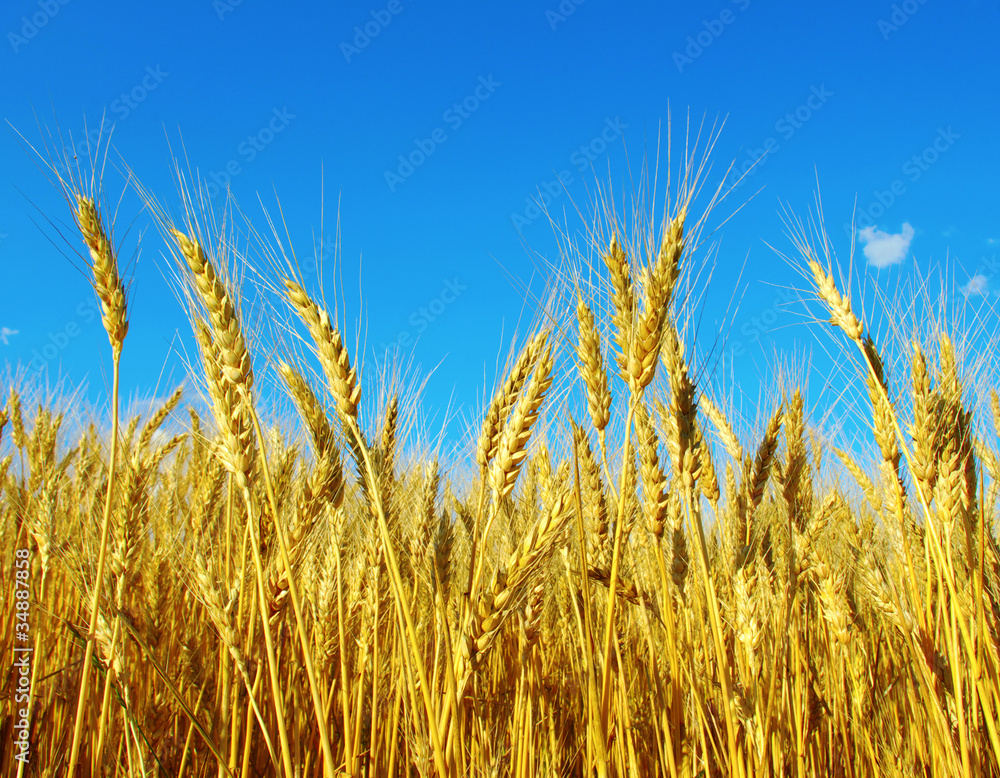 Wheat