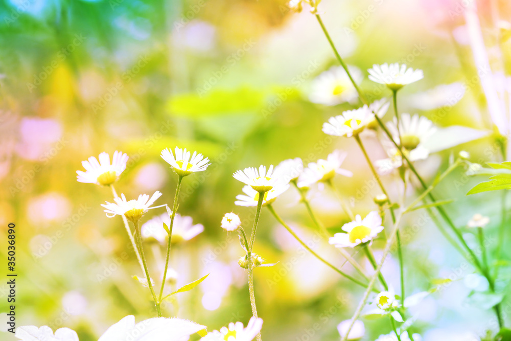 抽象花朵背景