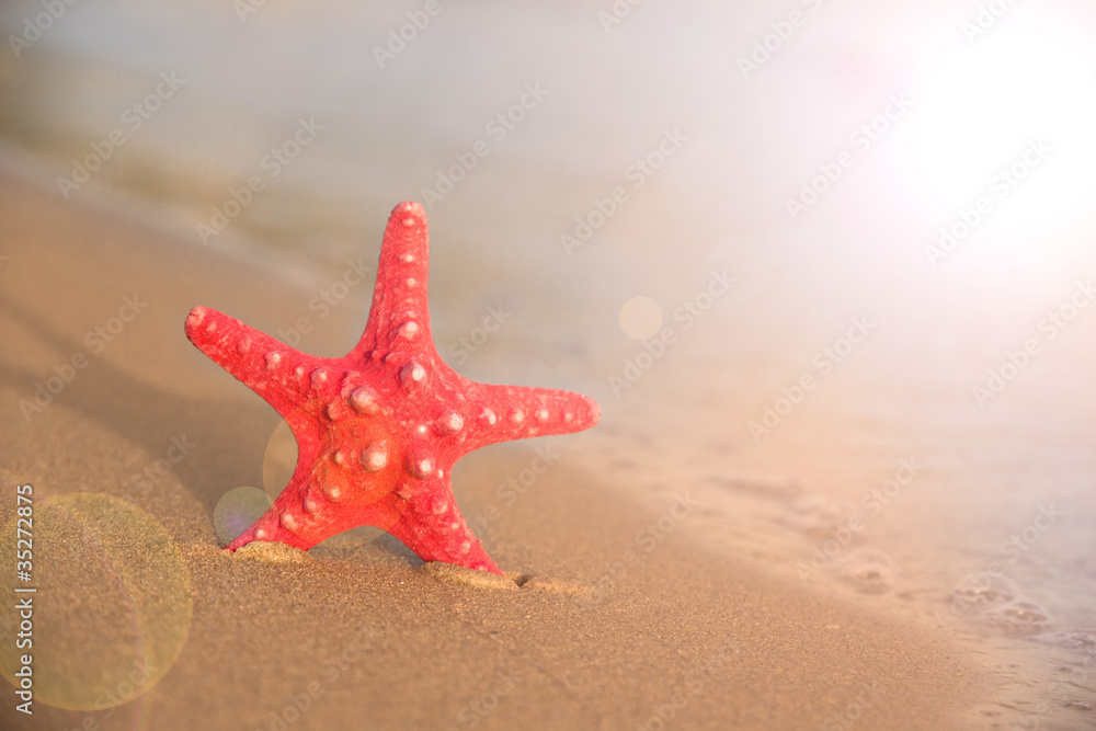 Starfish on beach