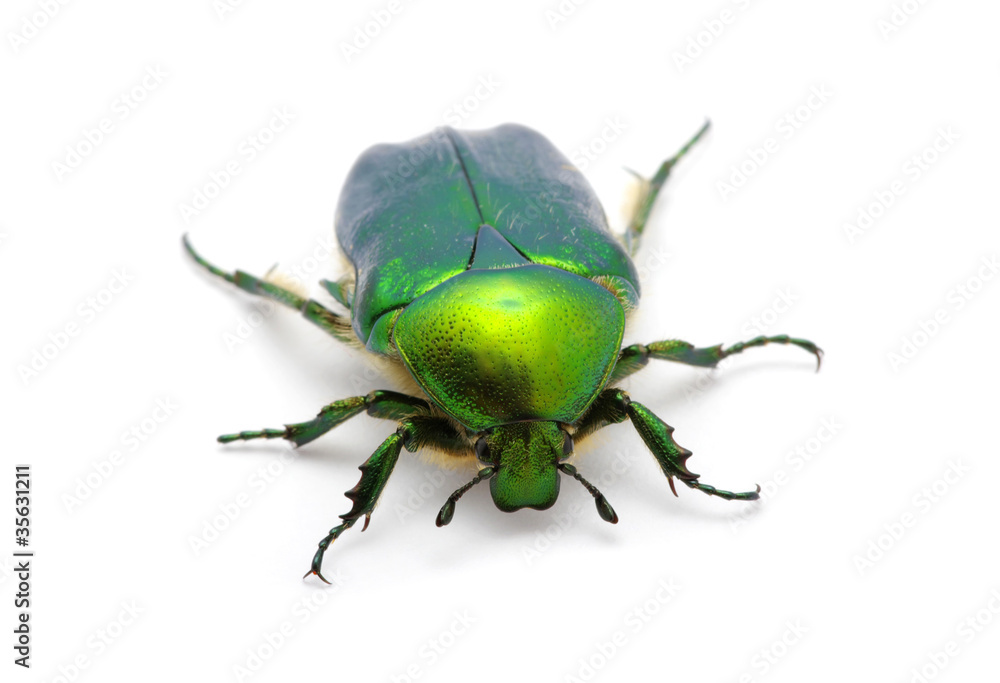 Green beetle