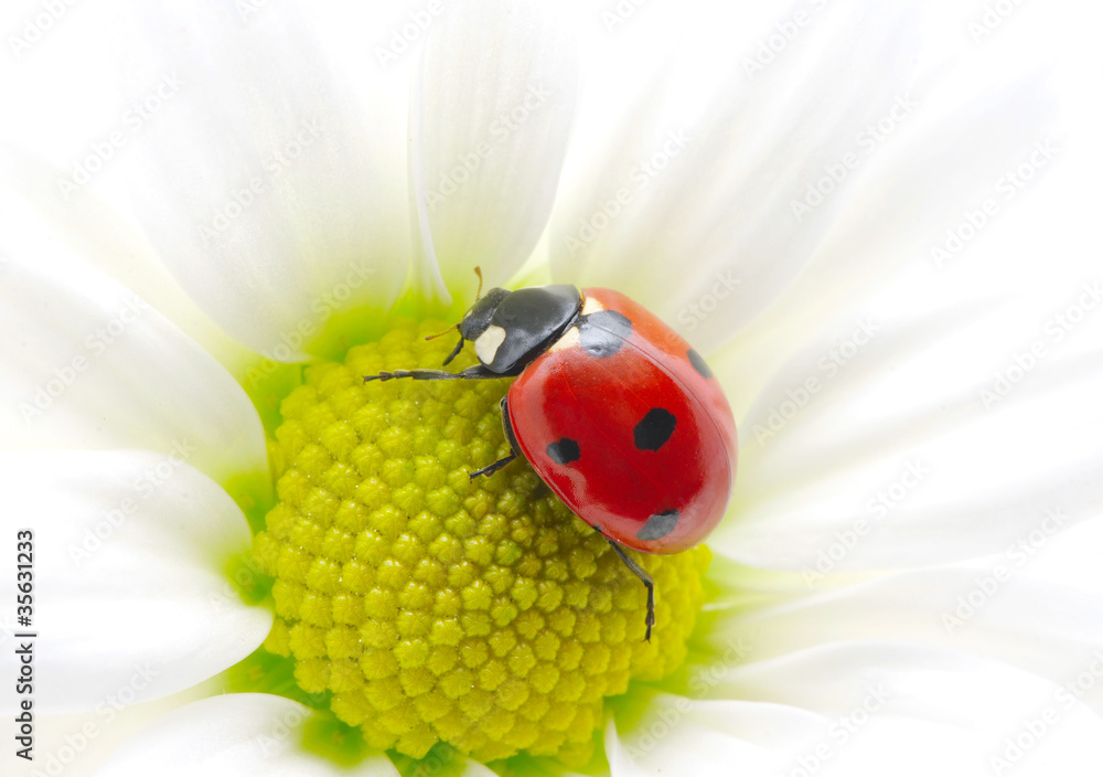 ladybug