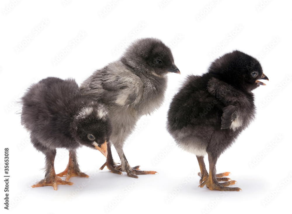 Group baby chicken