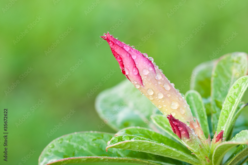 粉色花朵与露水的特写