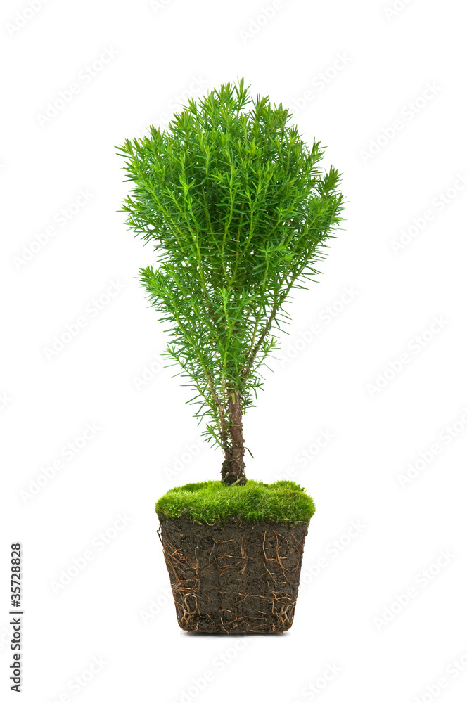 thuja