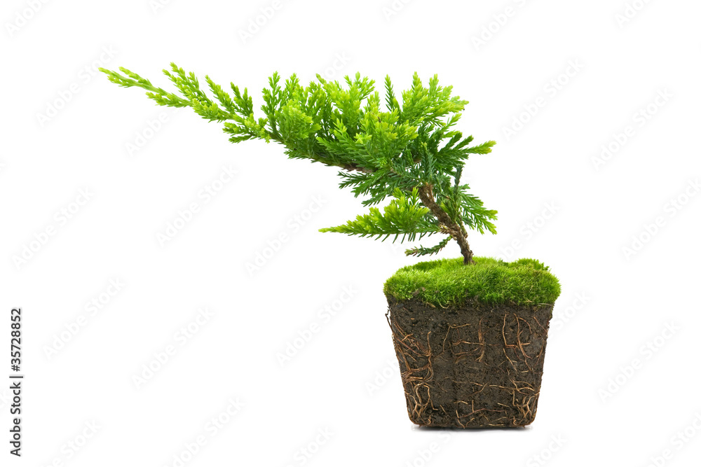 thuja