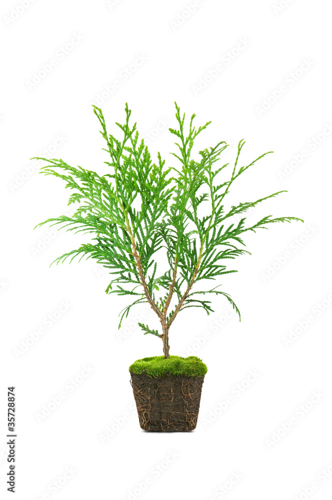 thuja