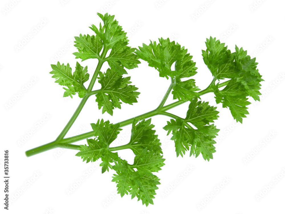 白底隔离的Parsley