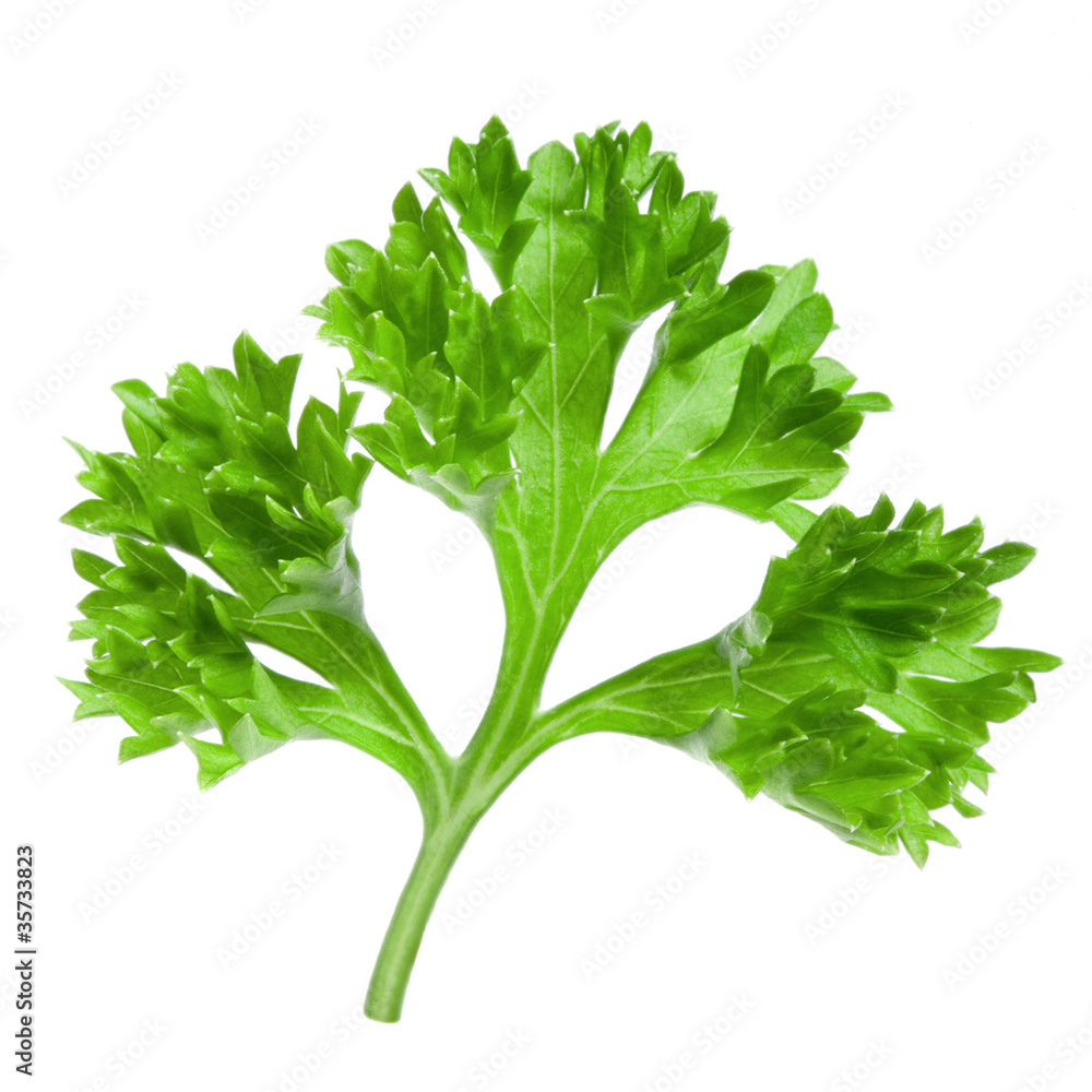 白底隔离的Parsley