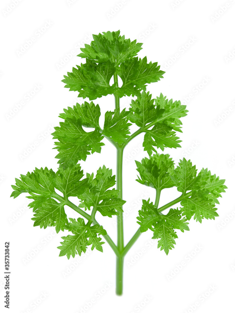 白底隔离的Parsley