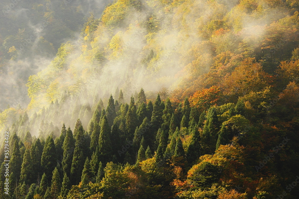 日本乡村美丽的秋景