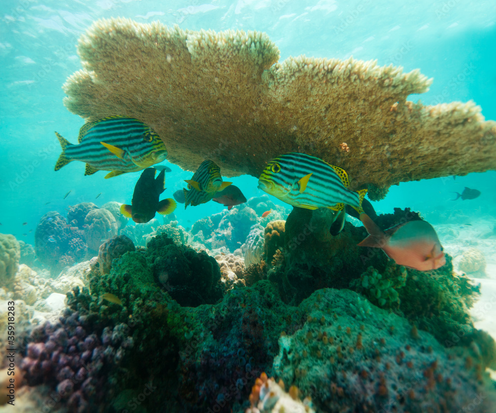 Table Coral and oriental sweetlips