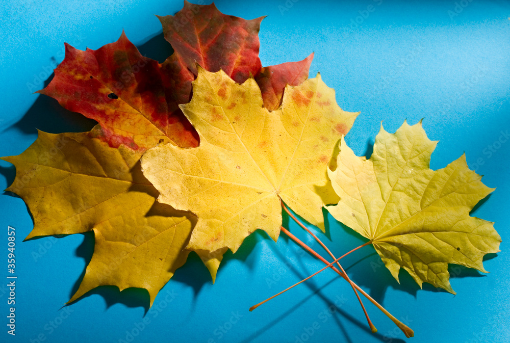 Leaves isolated on the blue background