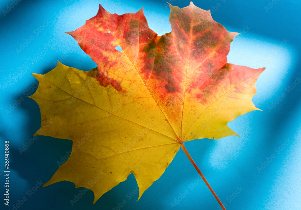 Leaf isolated on the blue background