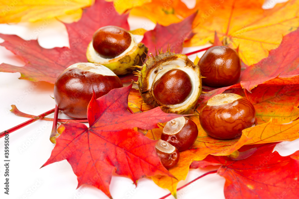 Autumn leaves and chestnuts