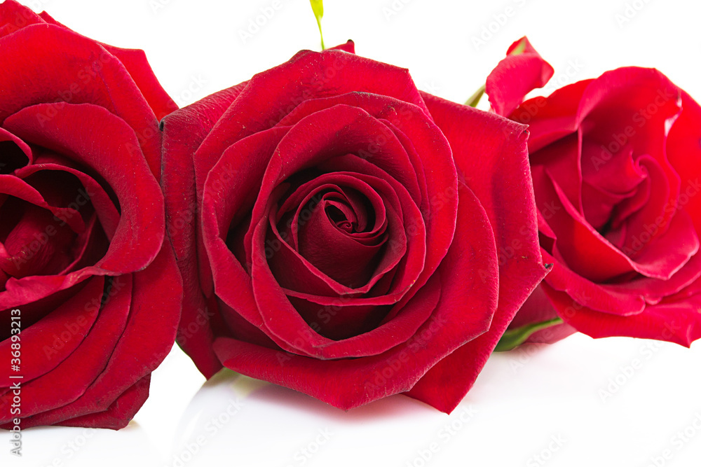 beautiful red roses and petals isolated on white