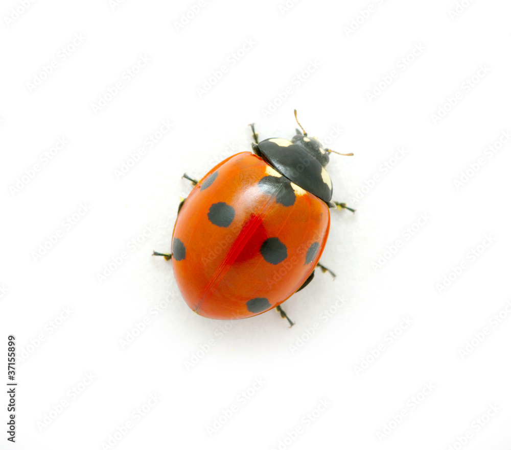 Ladybug