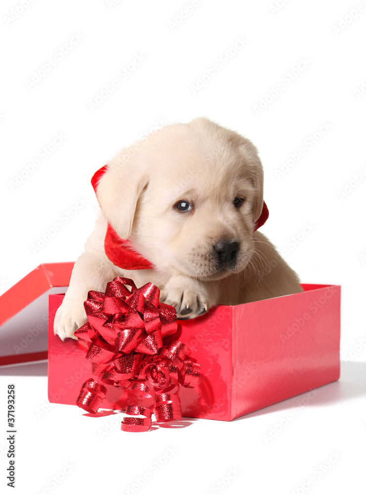 Christmas puppy