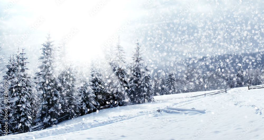 美丽的冬季景观，白雪皑皑的树木