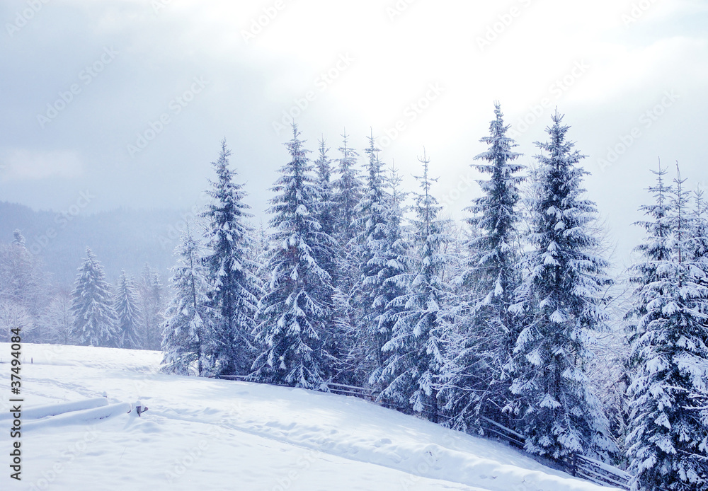 白雪覆盖的美丽冬季景观