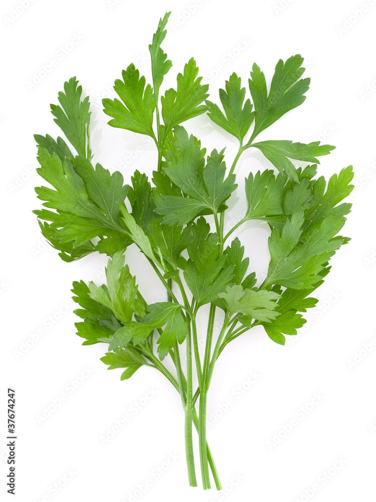 Bunch of parsley isolated on white