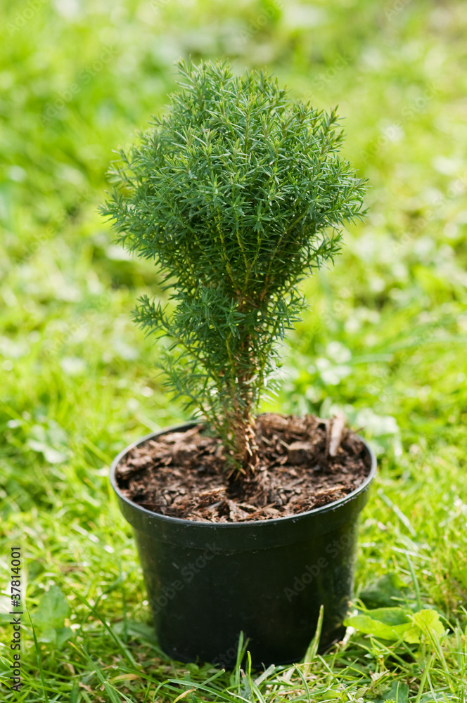 thuja