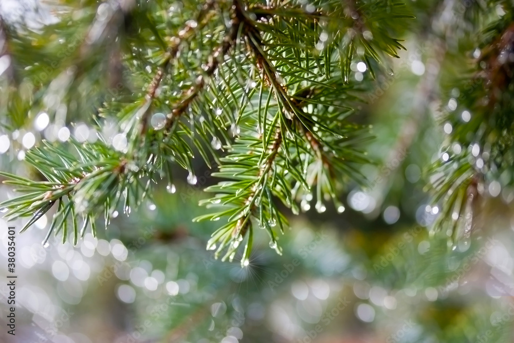 带雨滴的松枝