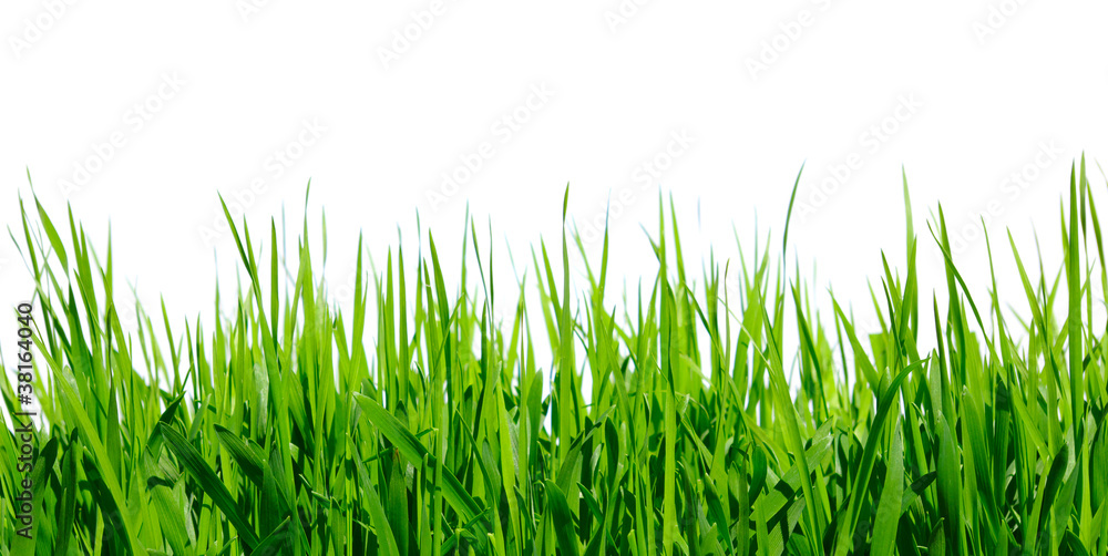 green grass