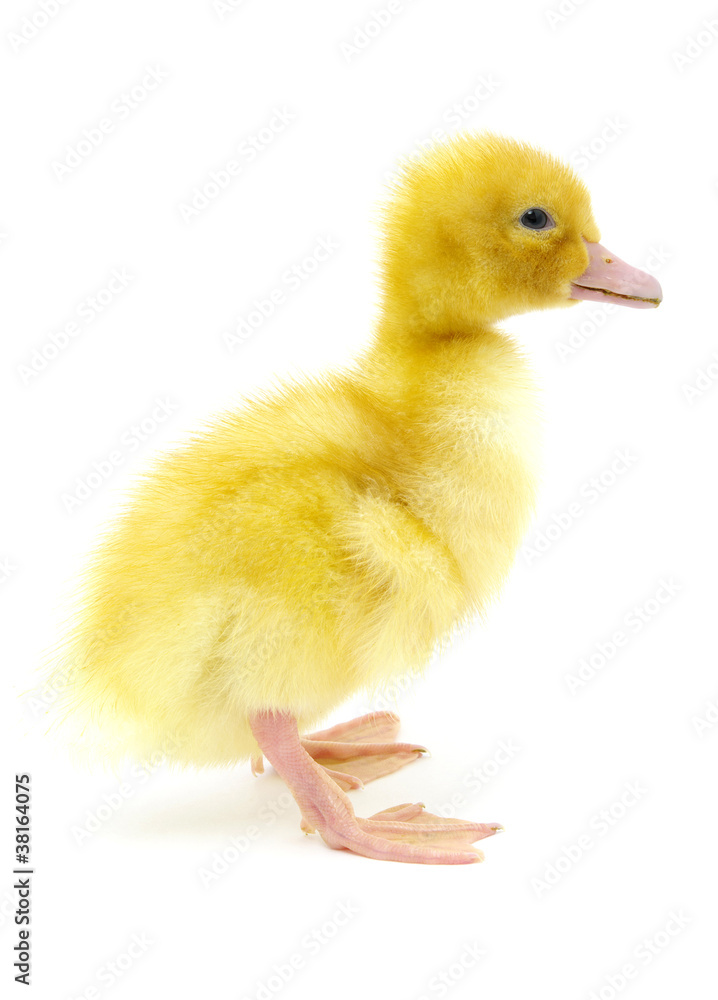 yellow duck