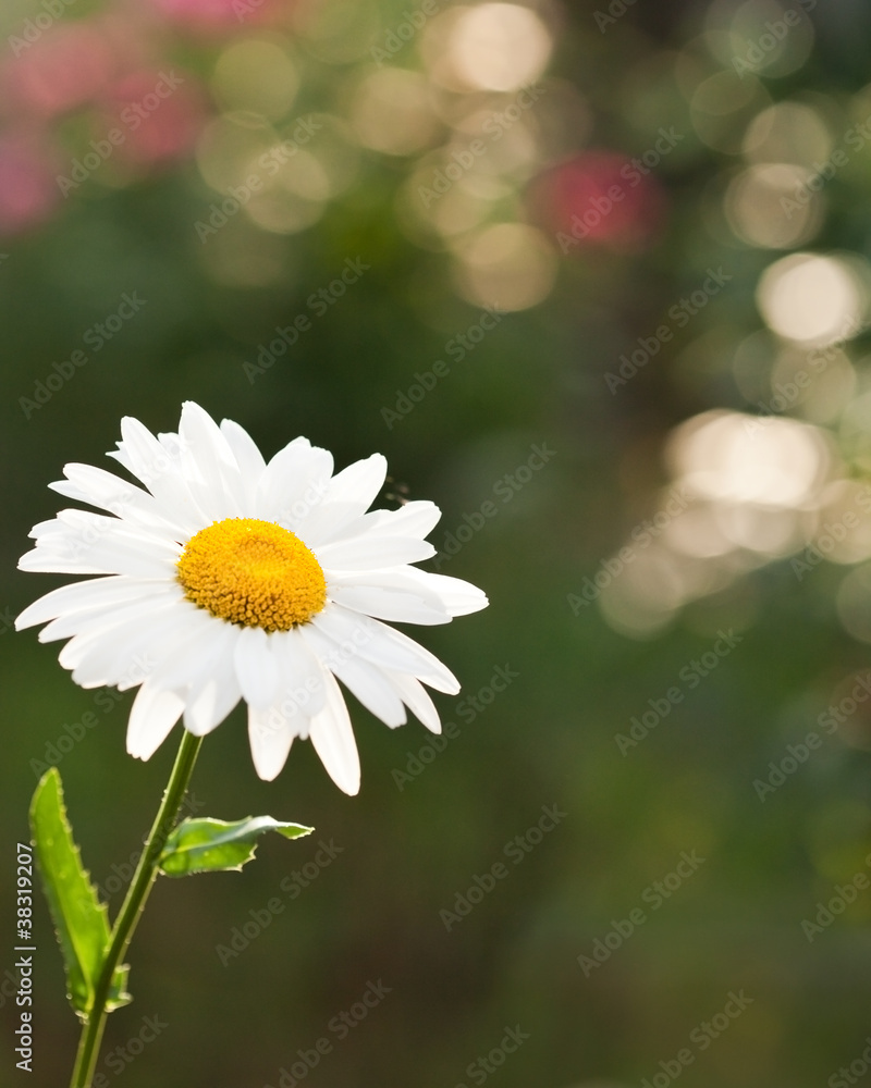 雏菊花