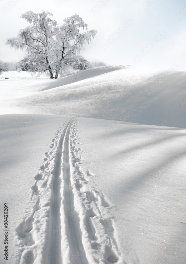 Tree in winter