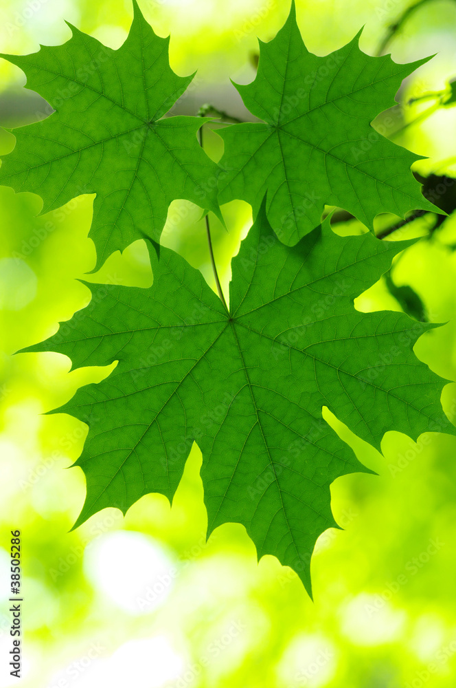 Green leaves