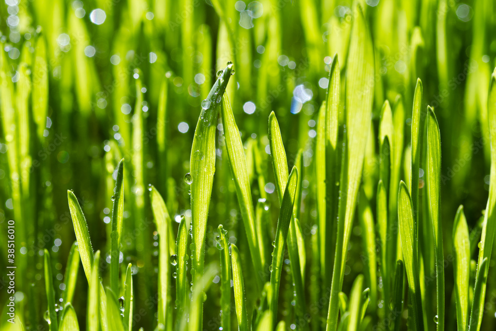 green grass with water drops