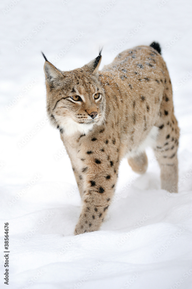 冬季山猫