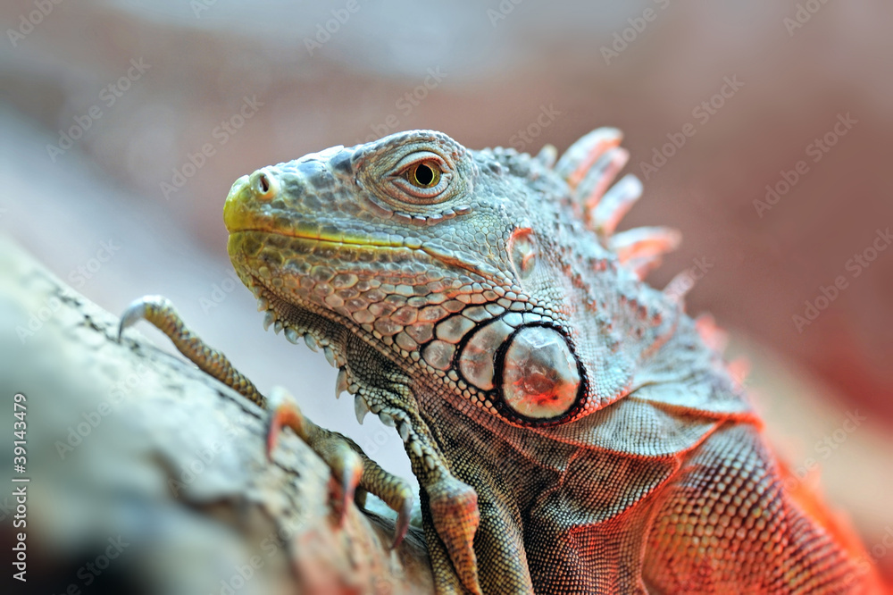 Iguana