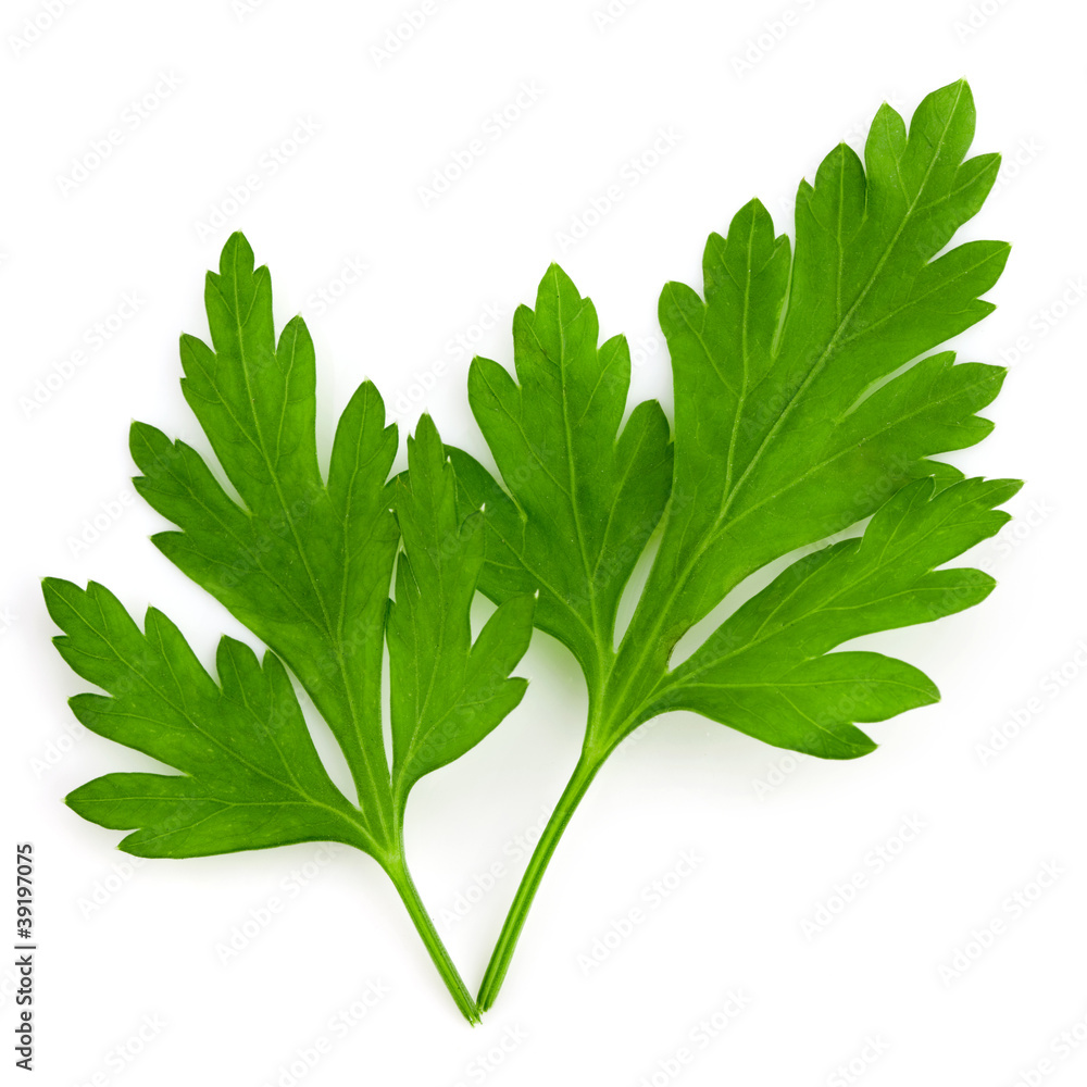 白色隔离的Parsley