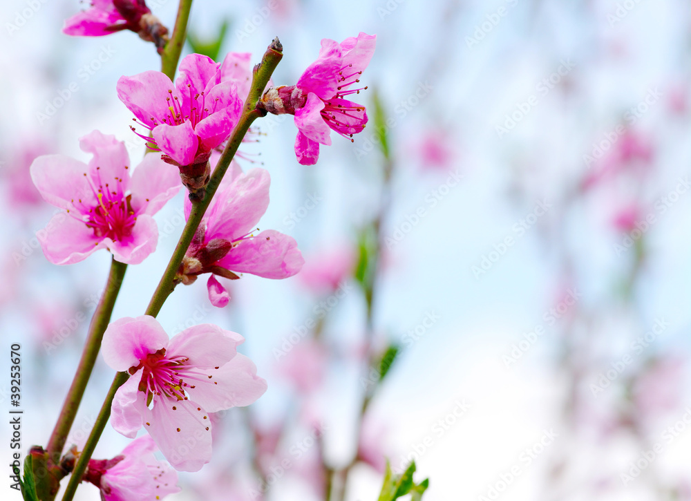 粉色花朵