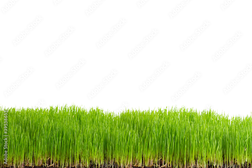 Green grass frame over white background