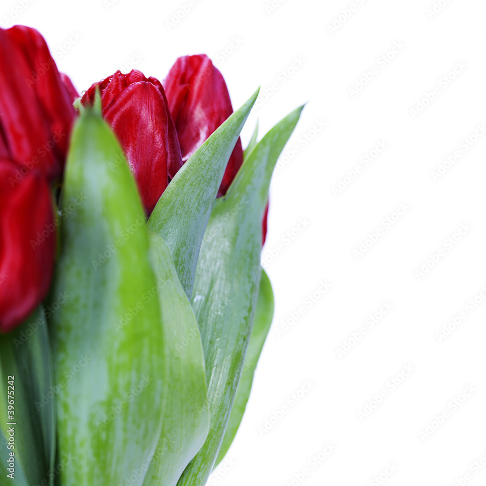 red tulips