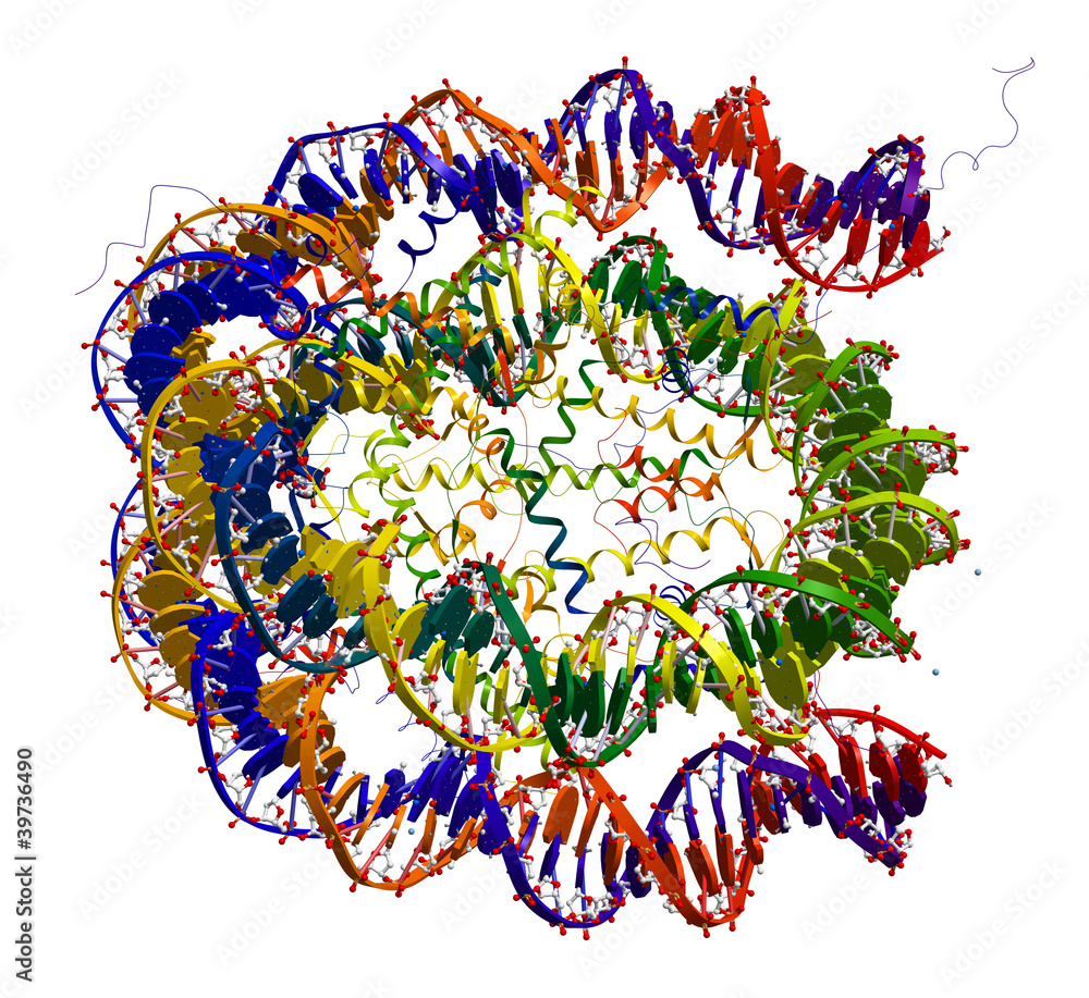 核小体核心粒子结构