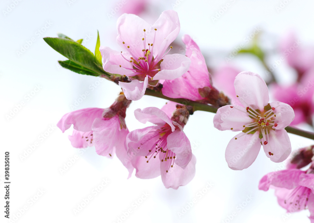 pink blossoms