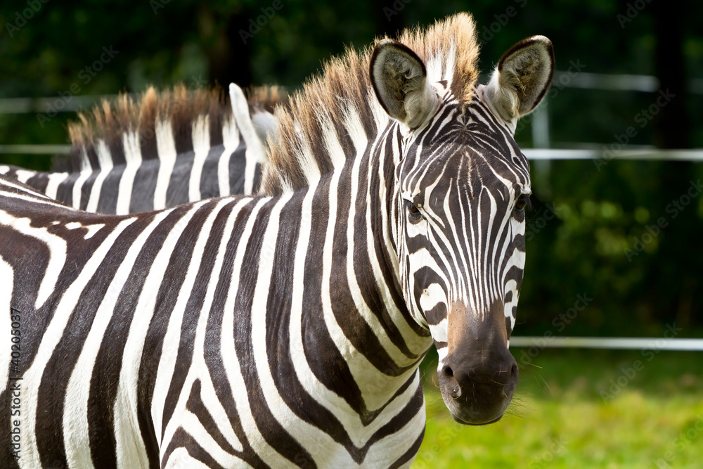 Zebra in the wildlife park