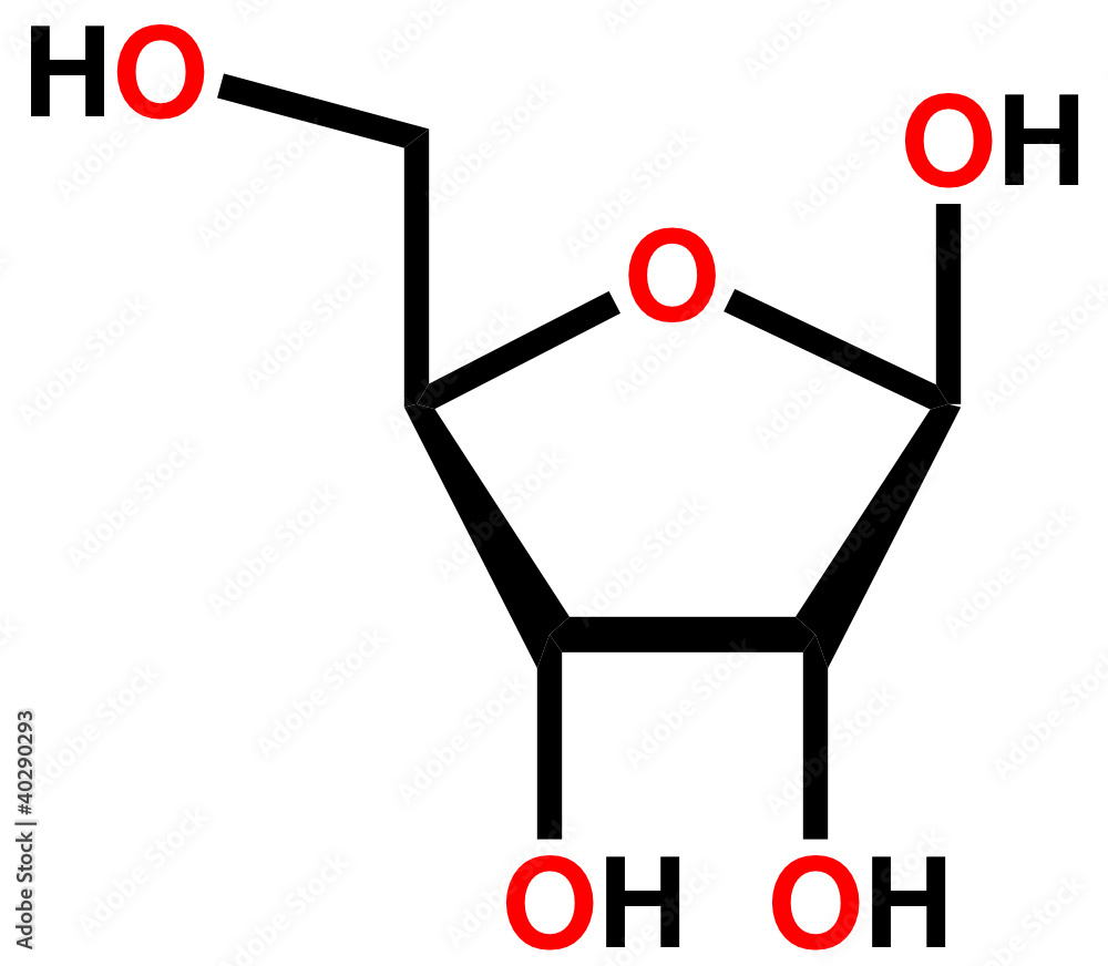 核糖，核糖核酸的前体
