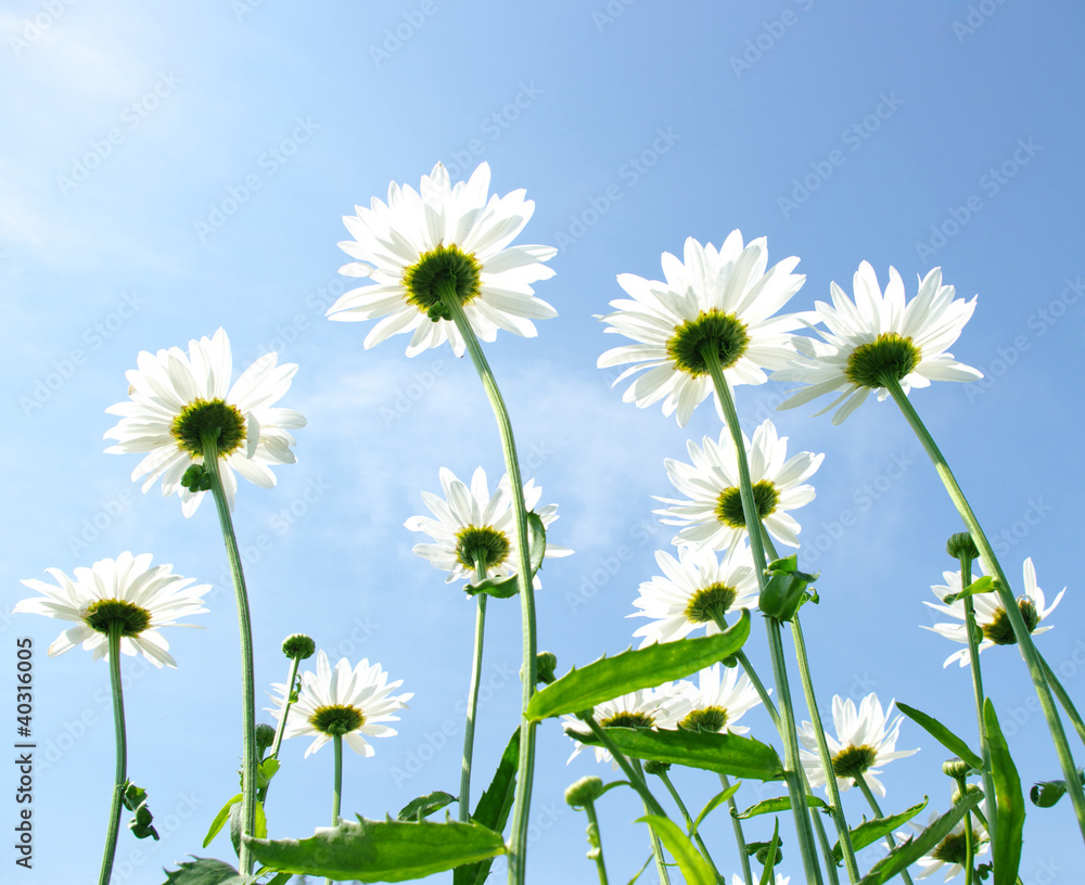 white daisies